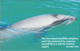  ?? PICTURE / FILE ?? The few remaining Ma¯ ui dolphins won’t be protected by cameras according to a marine science expert.