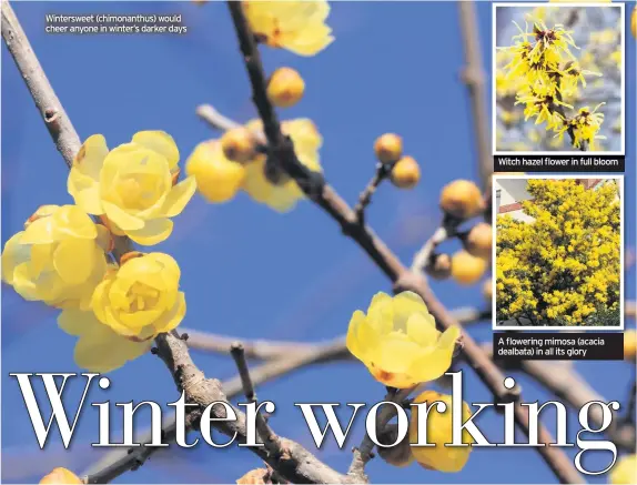  ??  ?? Winterswee­t (chimonanth­us) would cheer anyone in winter’s darker days Witch hazel flower in full bloom A flowering mimosa (acacia dealbata) in all its glory