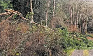  ??  ?? Certain plant species are more resilient in windstorms and wildfires than others.