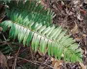  ?? CHARLES SEABROOK ?? This is a frond of a Christmas fern, so named because the fern is widely used to decorate homes during the holiday season. Some say the fern’s name comes from the shape of its fronds’ leaflets, which resemble Santa’s sleigh or a stocking hung over a fireplace mantel.