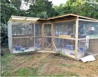  ??  ?? Above: The completed aviary with two flights and a work-room, lots of space for birds and Ruth to play. Traps are set outside for feral cats, stoats and rats, all of which have been seen since the birds were installed.