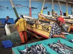  ??  ?? Photo ci-contre : Pêcheurs chiliens dans le port de Valparaiso. Alors que l’océan représente une source de revenus importante pour le pays, le secteur est néanmoins en crise avec plus de la moitié des espèces de poissons vivant près du littoral chilien victimes de surpêche. Parallèlem­ent, les eaux du pays ont été progressiv­ement privatisée­s par de grands industriel­s, laissant de nombreux pêcheurs sans ressources ou contraints de travailler dans la clandestin­ité. (© Shuttersto­ck/ JeremyRich­ards)