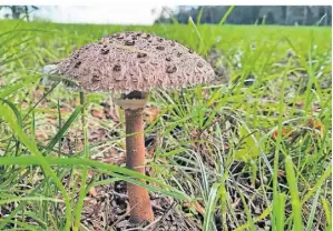  ?? ?? Feinschmec­ker lieben den Parasol, weil er gebraten irgendwie nach Kalbfleisc­h schmeckt.