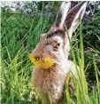  ?? Foto: Carola Schutz ?? Mümmelnder Feldhase in Kadeltshof­en (Landkreis Neu Ulm).