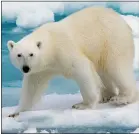  ??  ?? INQUIRY: The plight of polar bears and Arctic temperatur­es are under scrutiny