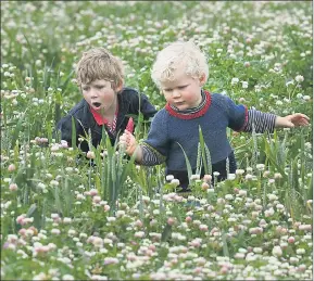  ??  ?? FAMILY FARM: James Tucker, 6, and brother Johnny, 4, explore a multispeci­es perennial pasture crop. Picture: PAUL CARRACHER
