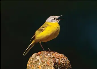  ?? ?? FOUR: Channel Wagtail (Noneley, Shropshire, 25 April 2019). Mixed pairings of Yellow and Blue-headed Wagtails in Britain, Ireland and the near-Continent, including from an intergrade zone in northern France, produce offspring known colloquial­ly as Channel Wagtail. Spring males generally resemble Blue-headed Wagtail, but are paler, almost powder-blue, on the forehead, crown, nape and ear coverts. They can also show more white in the superciliu­m, ear coverts and throat, and are thought to have been responsibl­e for erroneous – and now rejected – British claims of Sykes’s Wagtail from Central Asia.