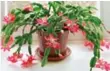  ?? DREAMSTIME ?? Christmas cactus cuttings can be traded and gifted to friends.