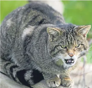  ?? Picture: Martin Keene. ?? A wildcat in captivity.