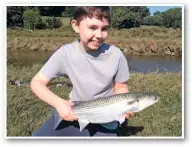  ??  ?? A session in the River Taw, North Devon, sawJosh Jeffery land this cracking 4lb 6oz thinlipped mullet. The 13-year-old, from nearby Ilfracombe, used a Mepps spinner baited with ragworms to good effect.