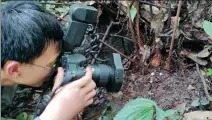  ?? PHOTOS PROVIDED TO CHINA DAILY ?? Ya Jidong takes photos of Thismia malipoensi­s in the nature reserve in 2019.