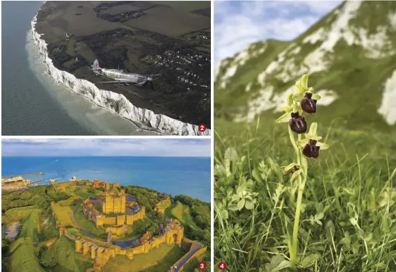  ??  ?? 3 2 3 4
Founded in the 11th century, Dover Castle played a strategic role in the Second World War 4
Rare early spider orchids favour grazed chalklands