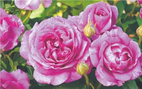  ?? Picture: TRELOAR ROSES ?? AWARD-WINNING: The aptly named Adorable rose has a strong perfume and promises strong, disease-resistant growth.