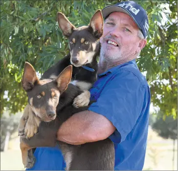  ?? Picture: PAUL CARRACHER ?? READY: Wimmera Yard Dog Trial organiser Ged Bibby, with two of his 15-week-old working kelpies.