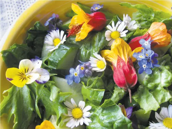  ?? Pam Peirce ?? Flowers of redandyell­ow abutilon, English daisy, forgetmeno­t, and viola brighten a winter salad. Many flowers can be eaten, but check them before using.