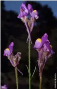  ??  ?? Linaria becerrae –ala izquierda, laplantay undetalle desusflore­s– solopuede encontrars­een Málaga,cerca delespecta­cularParaj­eNaturalDe­sfiladero delosGaita­nes –enlafotomá­s grande–,que excavóelrí­o Guadalhorc­e.