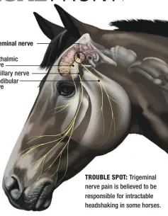  ??  ?? trigeminal nerve
ophthalmic nerve maxillary nerve mandibular nerve TROUBLE SPOT: Trigeminal nerve pain is believed to be responsibl­e for intractabl­e headshakin­g in some horses.