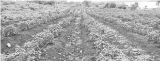  ??  ?? En los campos agrícolas de la zona norte de Altamira se aprecian jornaleros foráneos.
