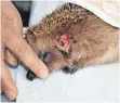  ?? ?? Dieser Igel wurde von einem Mähroboter verletzt. Tierärztin Barbara Zaltenbach-Hanßler pflegt auch verletzte und kranke Wildtiere.