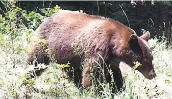  ?? Tom Stienstra / The Chronicle ?? After a rifle shot was heard at night, Chronicle outdoors writer Tom Stienstra searched for the damage, but instead came up with this wildlife cam photo of a healthy black bear.