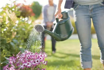  ?? PAUL BRADBURY/GETTY ?? The best time to water outdoor plants is in the morning when temperatur­es are usually cooler.