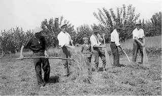  ??  ?? Anni Trenta L’essiccazio­ne del fieno in una immagine d’archivio della Società Cooperativ­a Agricola di Calvenzano