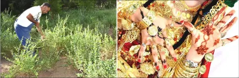  ?? — AFP photos ?? (Left) A Tunisian farmer harvests Henna plants at his farm in Gabes town. • (Right) A bride shows her Henna painted hands, the day before her wedding in Gabes town, in southeaste­rn Tunisia.