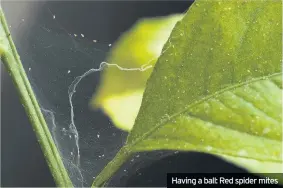  ??  ?? Having a ball: Red spider mites