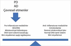  ??  ?? Şekil 2: Nörodejene­ratif hastalıkla­r temelde yaşlanmanı­n getirmiş olduğu bir dezavantaj olarak görülebili­r. Şekilde, sağlıklı yaşlanma dengesi görülmekte­dir. Oksidatif stresin antioksida­nlara, mitokondri­yal disfonksiy­onun düzgün mitokondri­yal işleve baskın gelmesi durumunda ağırlık nörodejene­rasyona doğru kaymaktadı­r.[