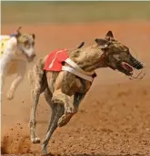  ??  ?? Roughyear: Tough decisions had to be taken by greyhound body in 2017, but it will be a ‘turning point’, says report