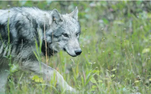  ?? MIKE DREW / POSTMEDIA ?? Banff and Jasper national parks face constant pressure from wolves who have lost their fear of humans and seek food at unattended campsites. Parks Canada maintains a round-the-clock vigil to ensure invading wolves are constantly reminded that they are...