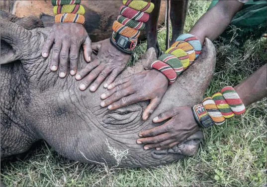  ?? PICTURE: AMI VITALE, NATIONAL GEOGRAPHIC / WORLD PRESS VIA REUTERS ?? IN SAFE HANDS: World Rhino Day marked the beyond our borders protection project for these vulnerable giants.