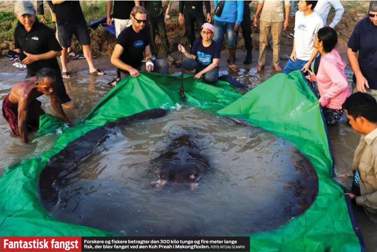  ?? FOTO: RITZAU SCANPIX ?? Forskere og fiskere betragter den 300 kilo tunge og fire meter lange fisk, der blev fanget ved øen Koh Preah i Mekongflod­en.