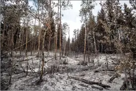  ?? Canadian Press photo ?? Ash covers the ground in an area burned by the Shovel Lake wildfire, near Fort Fraser, B.C., on Aug. 2. The smoke has cleared after the worst forest fire season in B.C. history but tourism operators fear the reputation­al damage to their industry will linger far into the future.