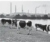  ?? FOTO: ALBERT RENGER-PATZSCH/ ARCHIV ANN UND JÜRGEN WILDE/VG BILDKUNST BONN 2018 ?? Albert Renger-Patzsch: „Kühe an der Ruhrmündun­g“, Duisburg-Ruhrort, 1930