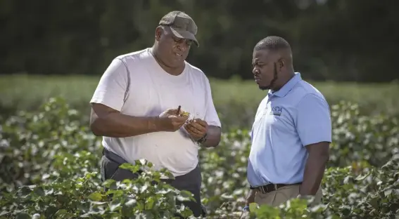  ??  ?? Mentor Jones O. Thomas shows Rodney Brooks, a FSA beginning farmer regional coordinato­r, a cotton bowl from a Rick Davis Farms field outside of Quitman, Georgia.
The farm has received $272,550 in direct farm ownership loans to purchase real estate and a pivot irrigation system, as well as several direct annual and term operating loans from FSA over the years to support the operation.