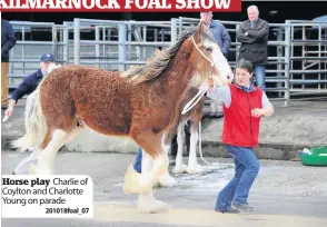  ??  ?? Horse play Charlie of Coylton and Charlotte Young on parade2010­18foal_ 07