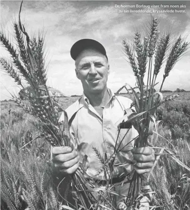  ??  ?? Dr. Norman Borlaug viser fram noen aksav sin livreddend­e, kryssavled­e hvete.