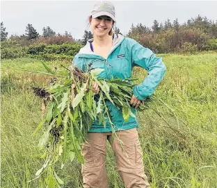  ?? CONTRIBUTE­D ?? Hannah Kienzle, P.E.I. conservati­on assistant with the Nature Conservanc­y of Canada, said sow-thistle, the invasive plant she is holding, takes up valuable space and ground cover that can crowd out native plants if left unchecked.