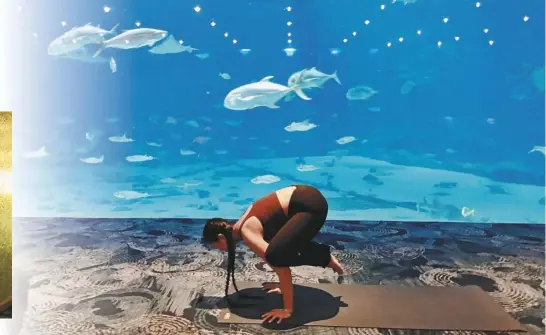  ??  ?? 作者女兒示範高難度的­瑜伽動作。（照片皆由作者提供）
水族館「水邊瑜伽」(Yoga by the Water)的廣告。