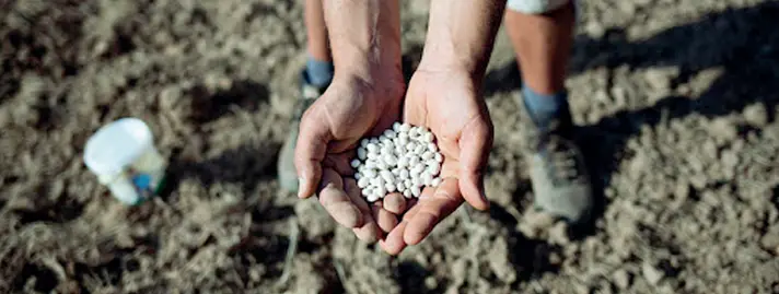  ??  ?? L’arca di bontà
Ogni luogo una specialità da tutelare, è il principio che anima Slow Food nel riconoscer­e come presidi prodotti caratteris­tici della terra. In Campania i presidi sono trentasett­e. I due ultimi arrivati sono il fagiolo della regina di Gorga e il pecorino di Carmascian­o (Irpinia). Ma sotto tutela ci sono, tra gli altri, anche le noci di Sorrento e il famoso coniglio all’ischitana