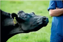  ?? PHOTO: LEILANI HATCH/STUFF ?? Around 75 per cent of livestock injuries that are reported in the Waikato are from cows (file pic).