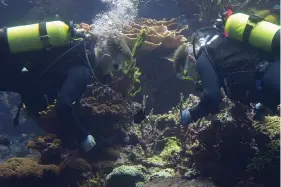  ?? (AP Photo/peter Dejong) ?? Divers with gloved hands gently nestle the first self-bred corals from the World Coral Conservato­ry project amongst their cousins in Europe’s largest coral reef on April 22 at the Burgers’ Zoo in Arnhem, eastern Netherland­s.