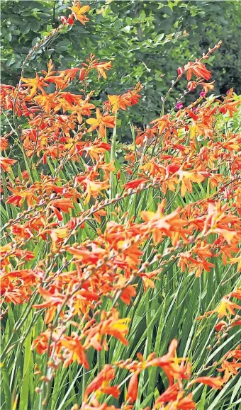  ??  ?? ● Crocosmias add swathes of vibrant colour, main pic, and rabbits return, right