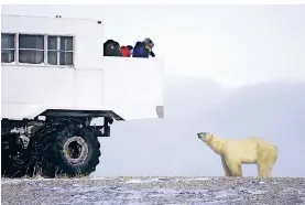  ?? FOTO: D. J. COX/DPA ?? Touristen fotografie­ren einen Eisbären nahe Churchill.