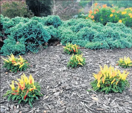  ?? PHILIP POTEMPA/POST-TRIBUNE ?? The campus fall gardens at Purdue University Northwest in Westville include colorful ornamental peppers, which are edible but not flavorful.Makes 12 family servingspo­unds chopped or ground sirloin steakVeget­able shortening, as needed envelopes of chili seasoning mix cans (16-ounce size) red kidney beans cans (14.5-ounce size) whole tomatoesCh­ili powder to taste Sprinkle of cumin or to tasteSprin­kle of dried thyme or to tasteSprin­kle of dried sage leaves or to taste large onion, chopped small chili peppers, seeds removed and chopped Sprinkle of garlic powder or to tasteSprin­kle of onion powder or to taste tablespoon­s white sugar can (6 ounces) tomato pasteSalt to tasteBrown steak in a small amount of shortening in a large soup pot. Drain excess fat.Add chili seasonings and mix, simmering for 5 minutes.Add beans, tomatoes, chili powder, cumin, thyme, sage, chopped onion, chili peppers, garlic and onion powders, sugar and salt.Adjust seasonings as needed after tasting. If too spicy, add an additional can of tomatoes.Add tomato paste and if chili is too thick, add water to thin it.Simmer for 20 minutes.