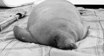  ?? SEAWORLD ?? Randall the manatee, found stranded in Putnam County, was returned to the wild Thursday after a year of rehabilita­tion.
