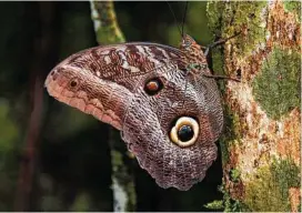  ?? Doug Hansen / TNS ?? On a night hike, an owl butterfly is observed resting on a tree.