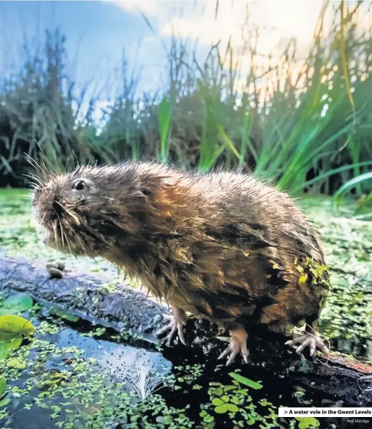  ?? Neil Aldridge ?? > A water vole in the Gwent Levels