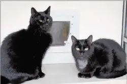  ??  ?? FRIENDLY DUO: Teddy and Eric are looking to be homed together